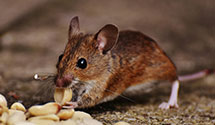 24 Hour & Emergency Exterminators in Bernharts, PA